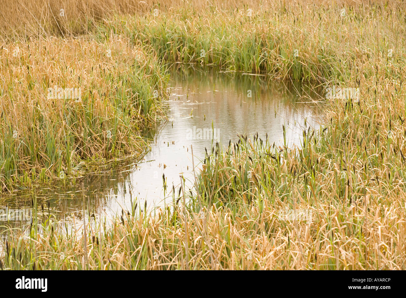 European Reed Beds Habitat reedbeds hi-res stock photography and images - Alamy