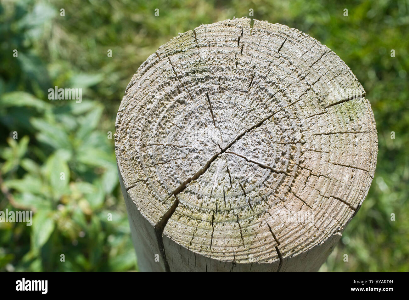 Wood patterning log england hires stock photography and images Alamy