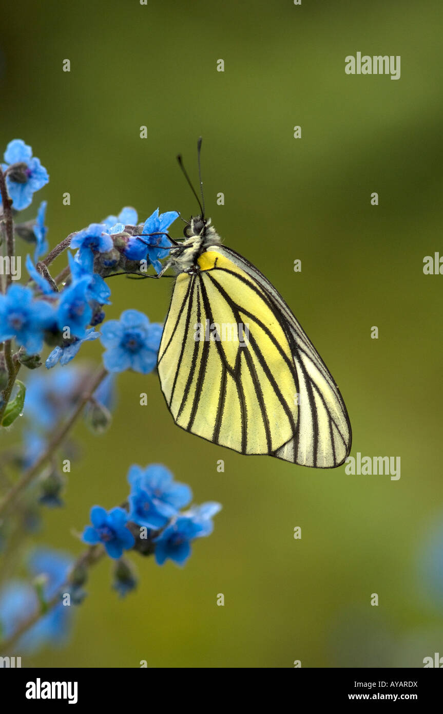 A black veined white butterfly, Aporia hippia, at Haba in Yunnan Stock Photo