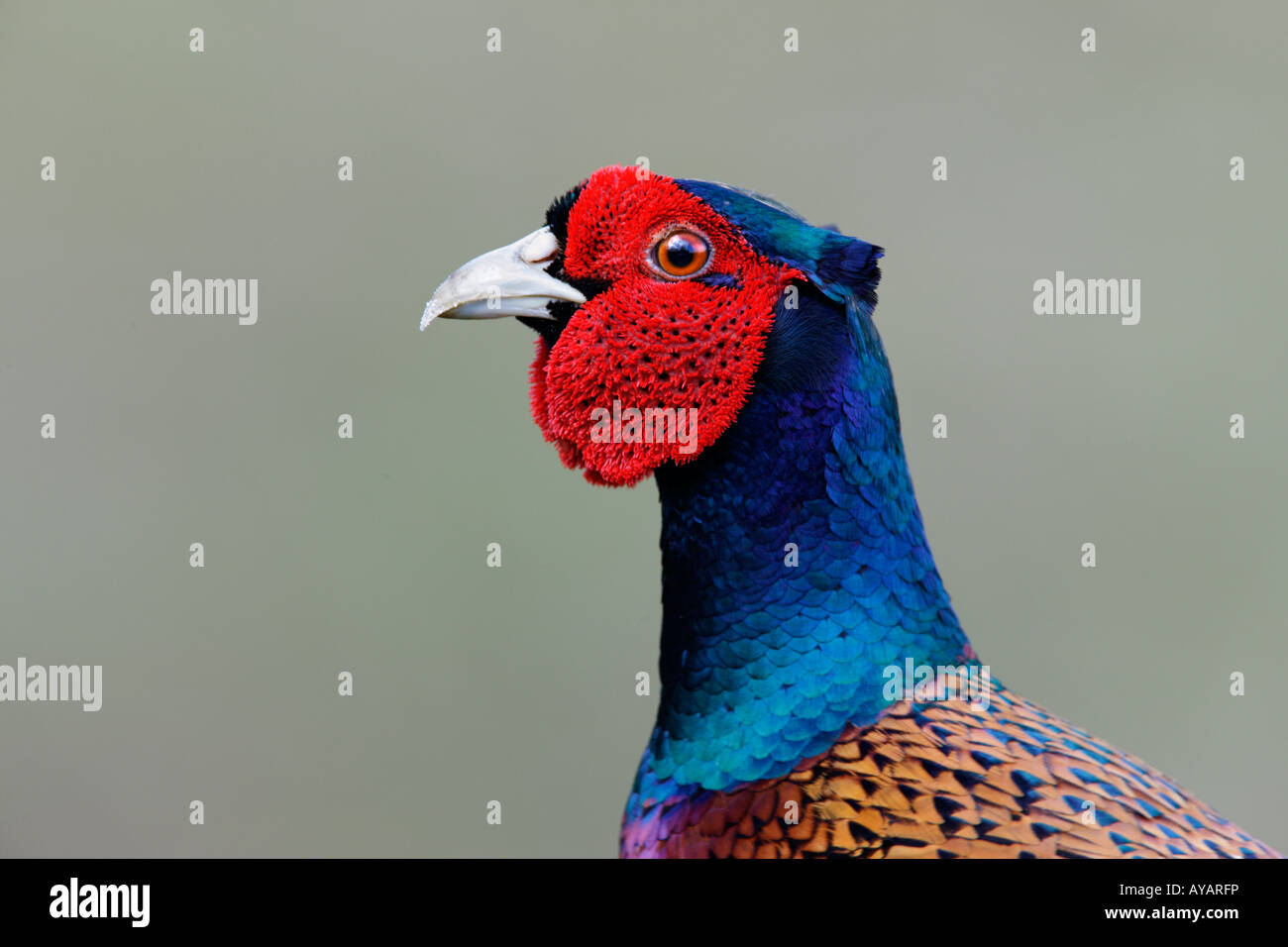 Common Pheasant Phasianus colchicus close up shot of head Therfield Hertfordshire Stock Photo