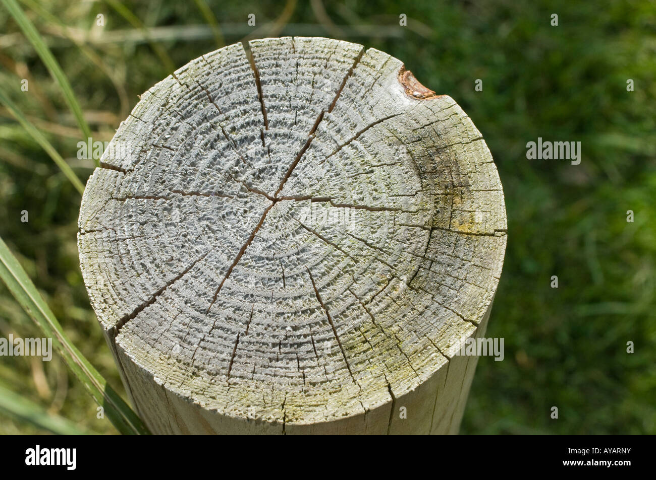 End grain, tree rings (2). View from above top. Close up (macro) Stock Photo