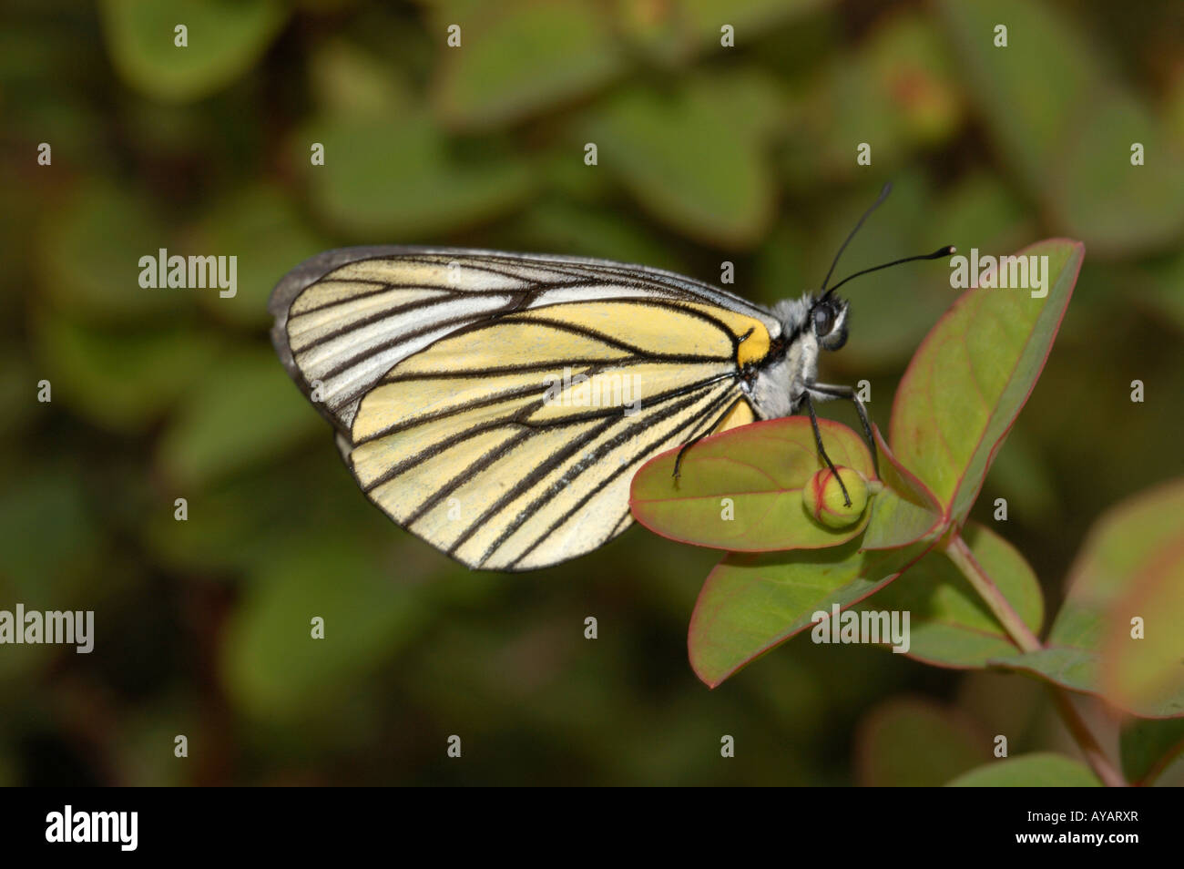 A black veined white butterfly Aporia hippia perching on Hypericum Yunnan China Stock Photo