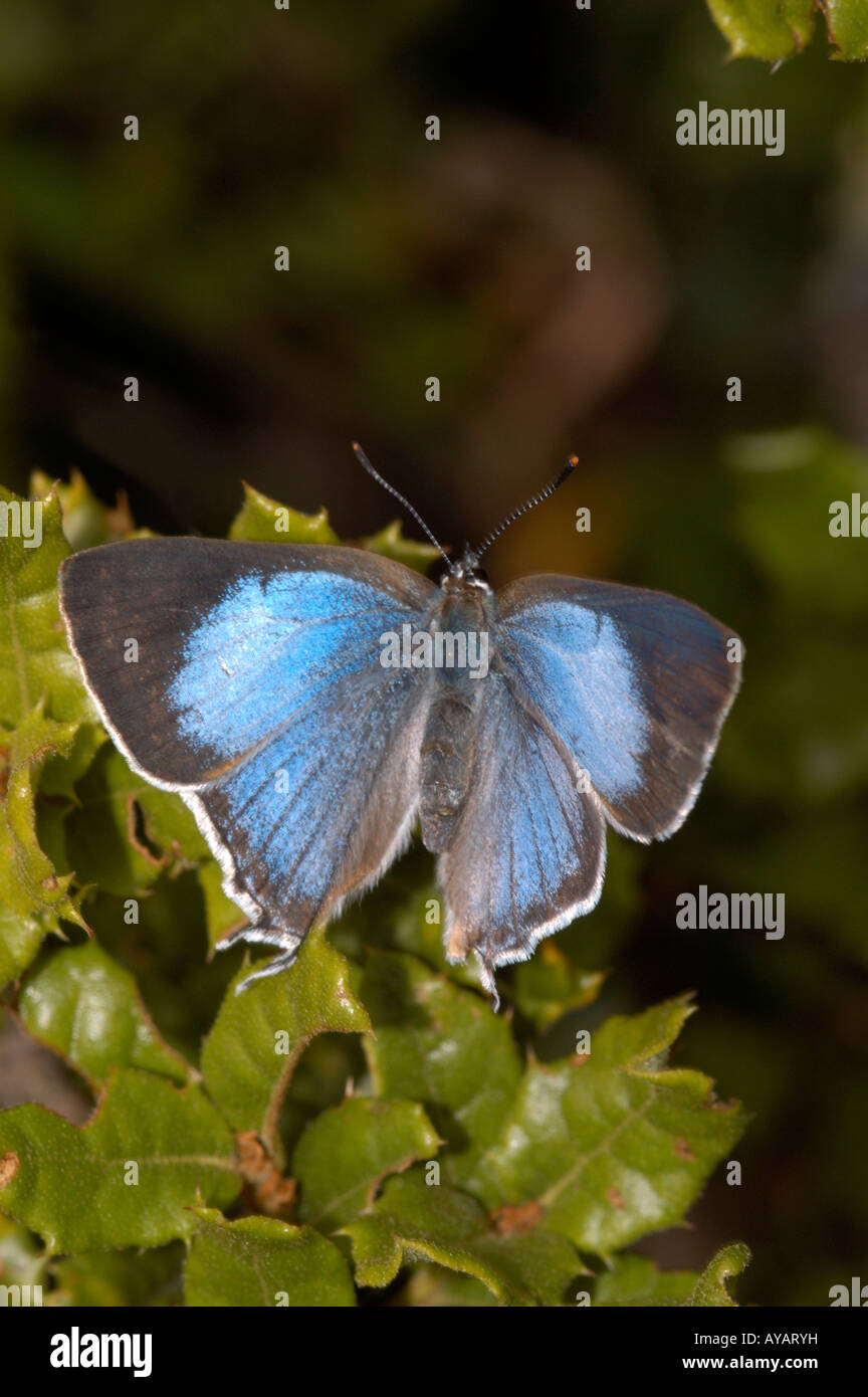 A blue butterfly Pratapa deva resting on a scrub oak China Stock Photo