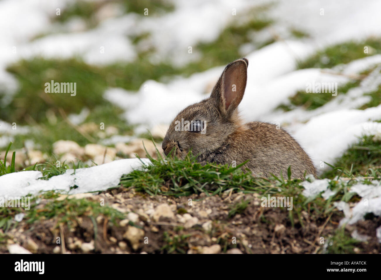 Young rabbit Oryctolagus cuniculus in snow Therfield Hertfordshire Stock Photo