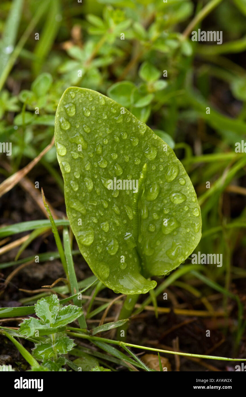 Adder s tongue Ophioglossum sp fern in rain at Haba Yunnan China Stock Photo