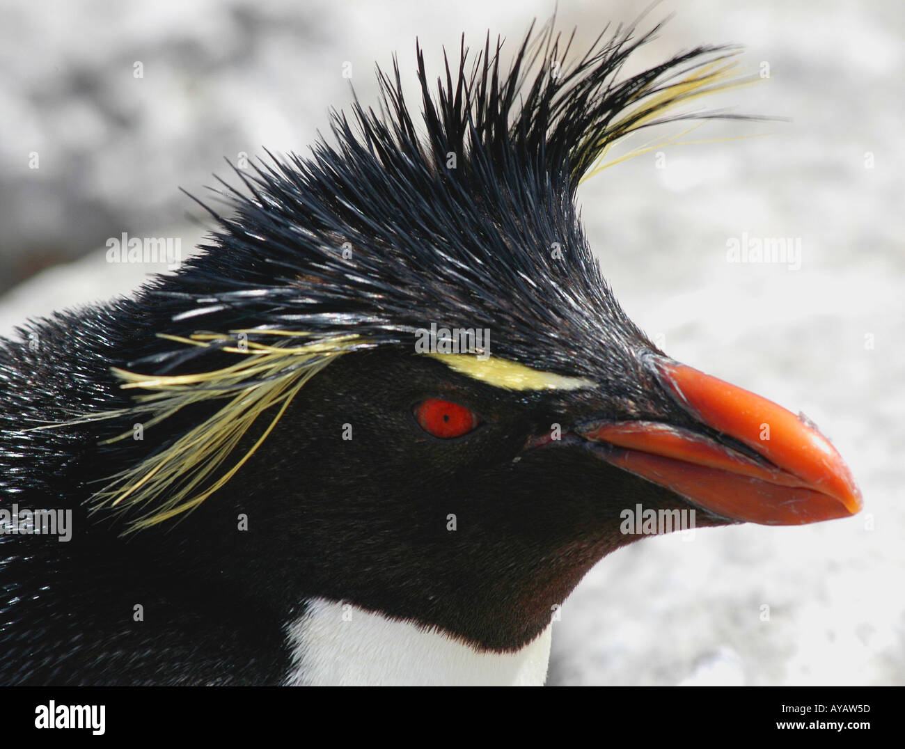 Rock hoppers hi res stock photography and images Alamy