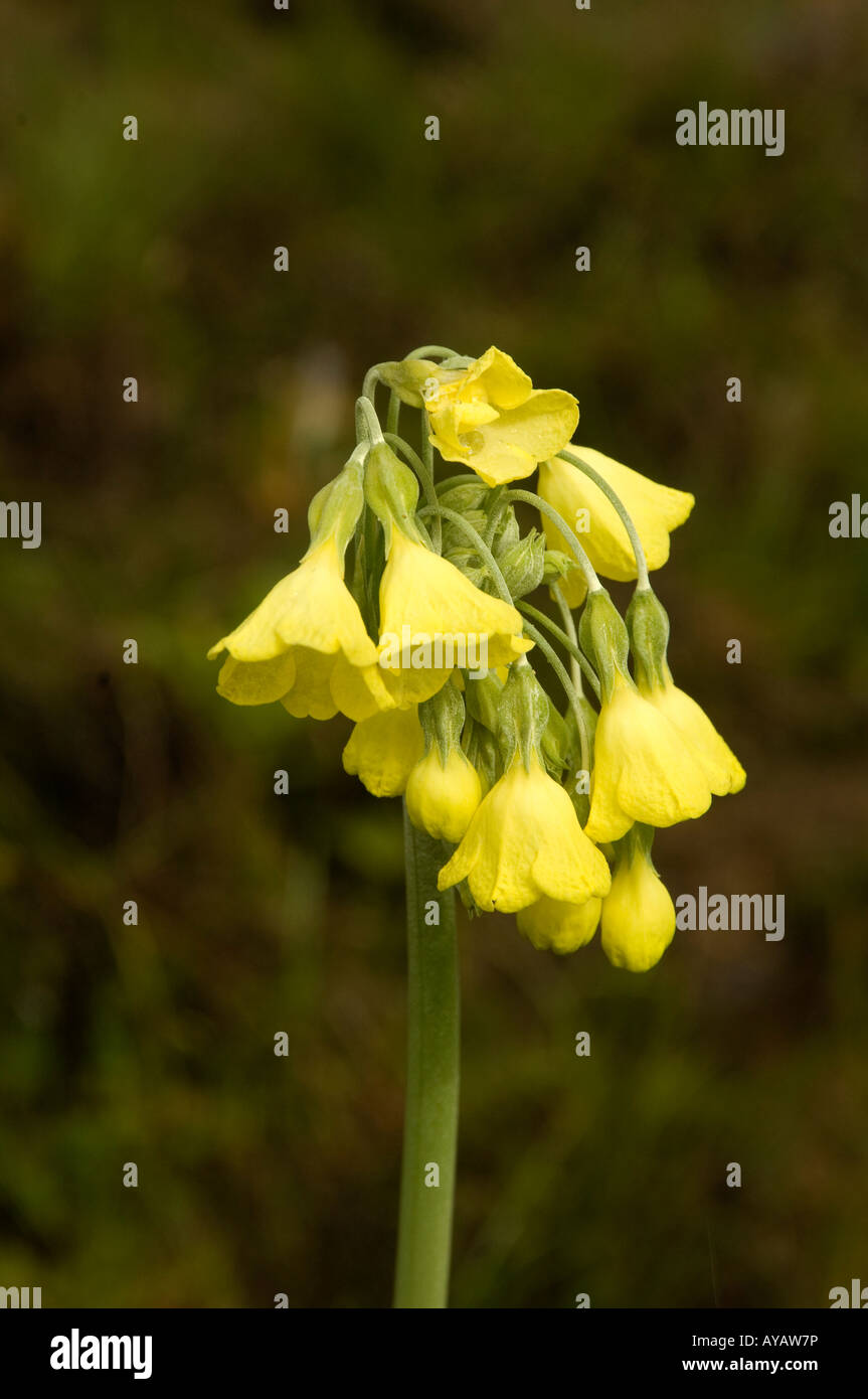 Primula sikkimensis flowering in damp meadow in Yunnan China Stock Photo