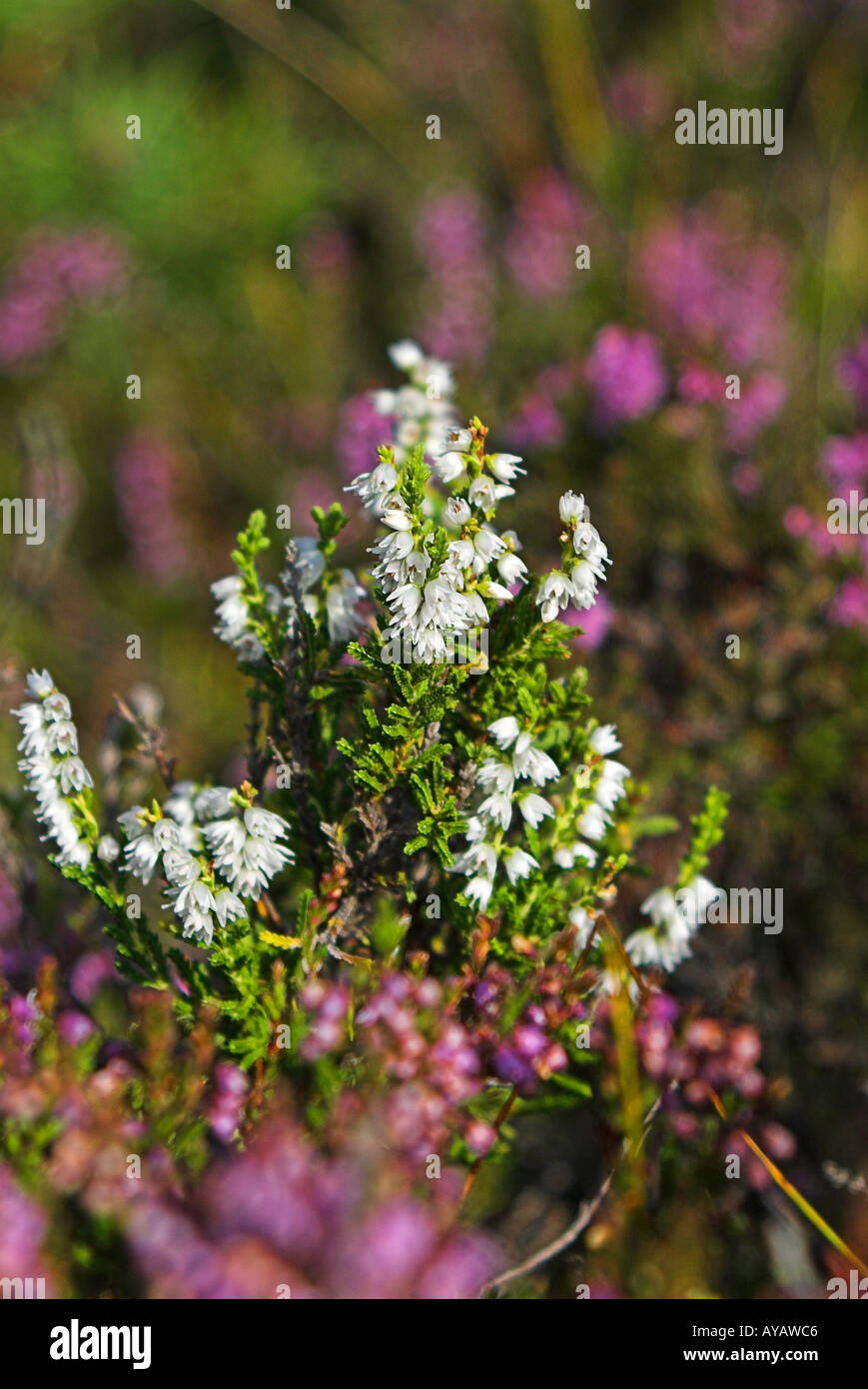 Lucky white heather hires stock photography and images Alamy