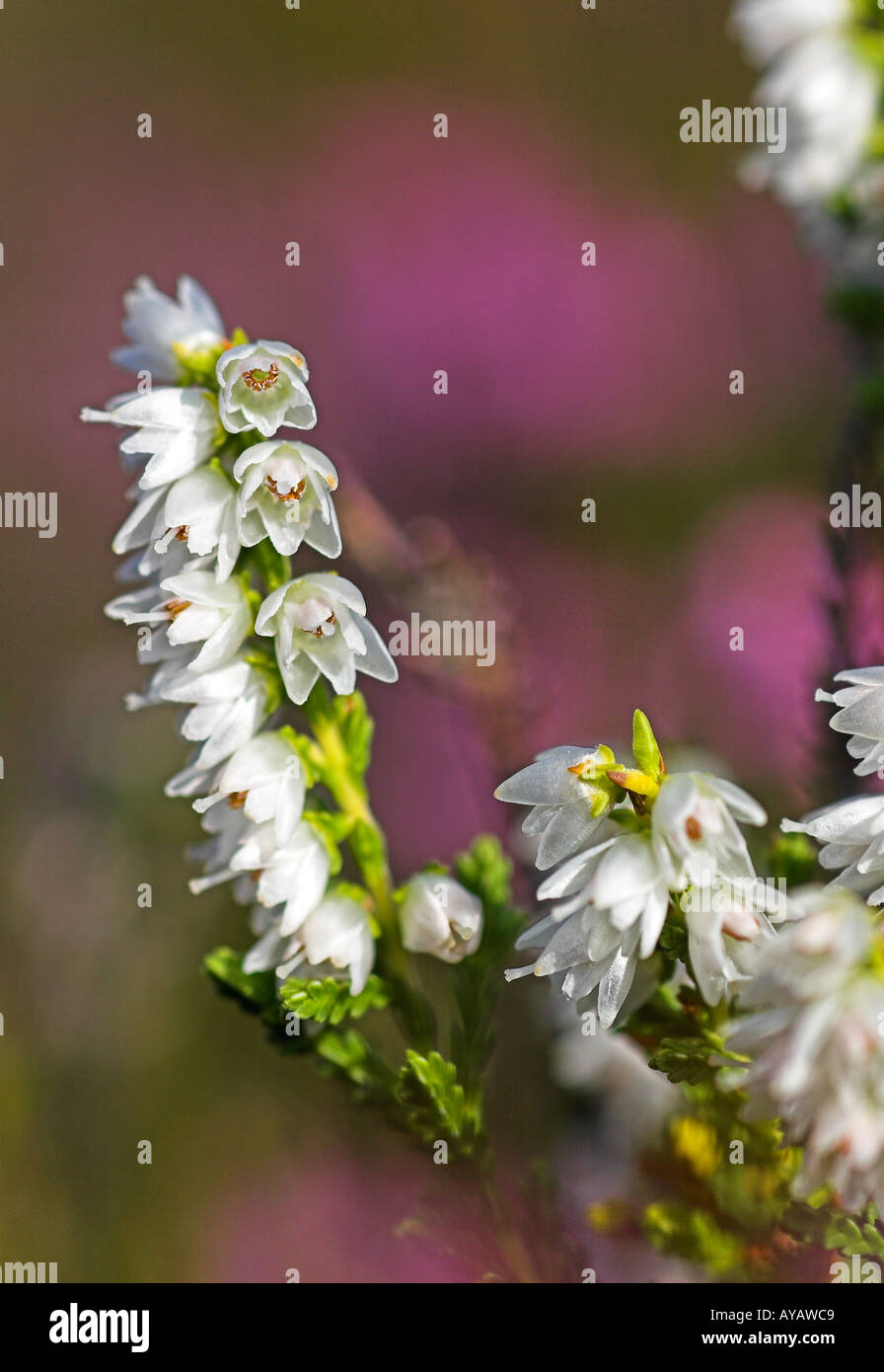 Lucky white heather hires stock photography and images Alamy