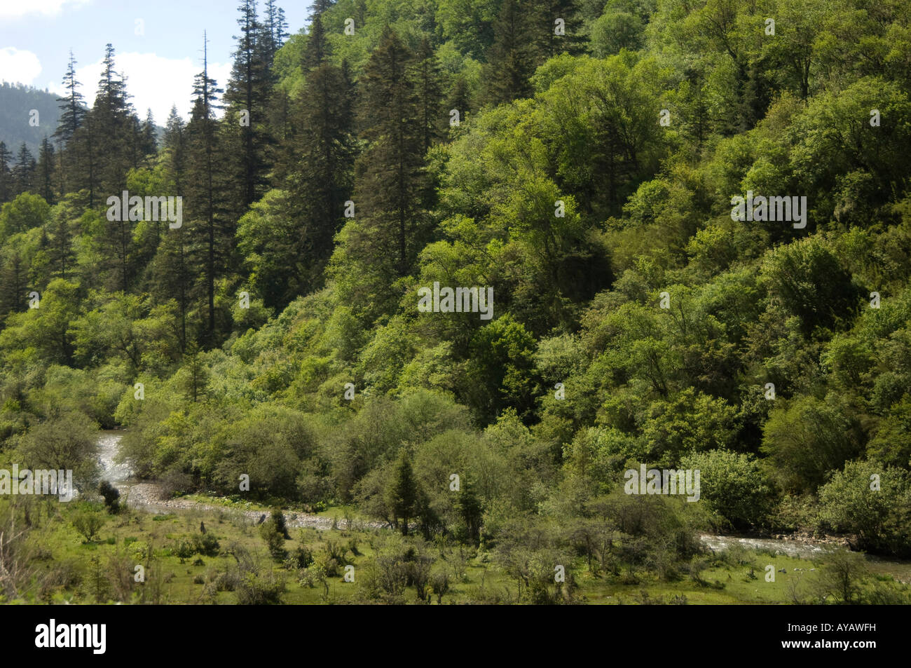 River and mixed forest Tien Bao Shan valley Yunnan China Stock Photo