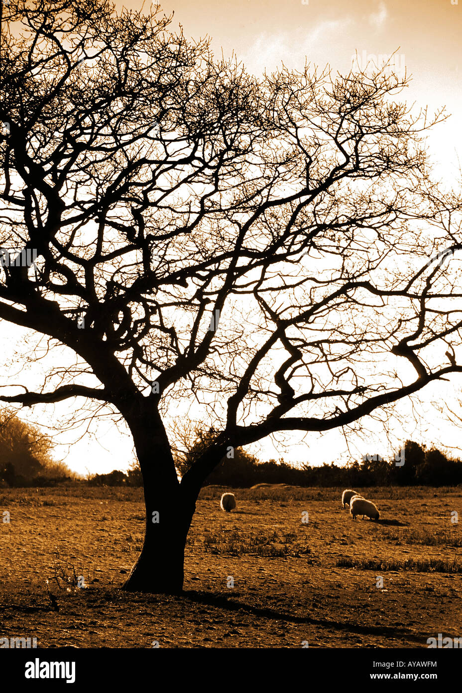 sepia coloured photograph of sheep grazing beside oak tree at Aghadoe Co Kerry Ireland Stock Photo