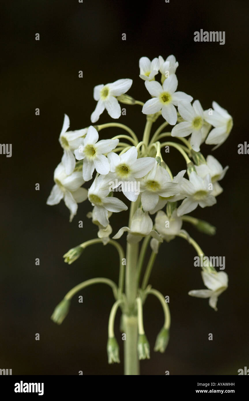 Primula chionantha Yunnan China Stock Photo