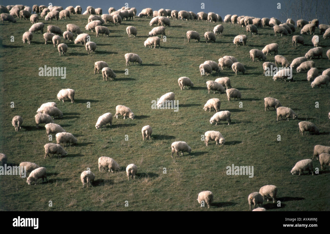 Sheep grazing on hillside, Waikato, North Island, New Zealand Stock Photo