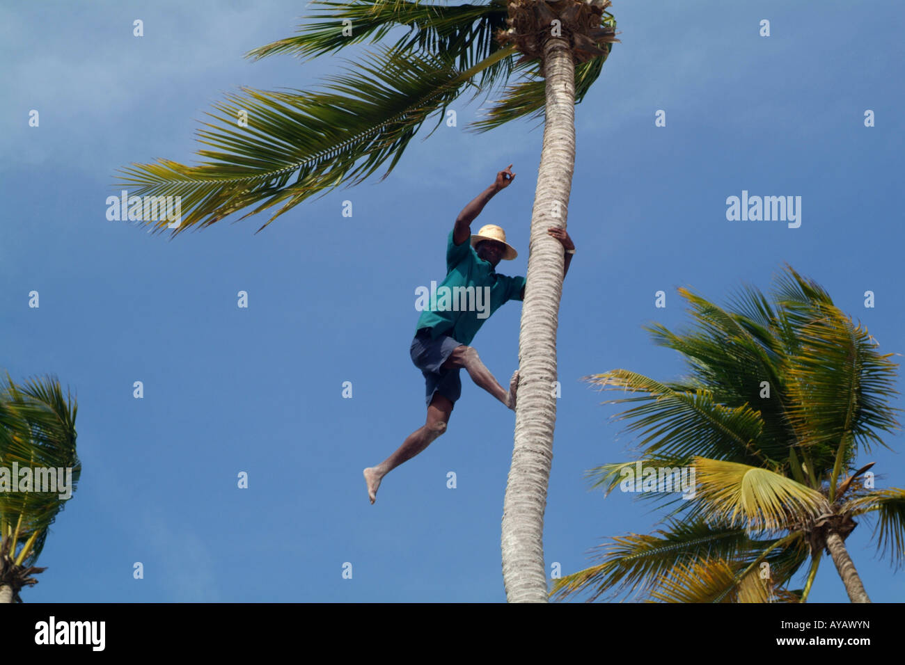 Man climbing tree Stock Photo
