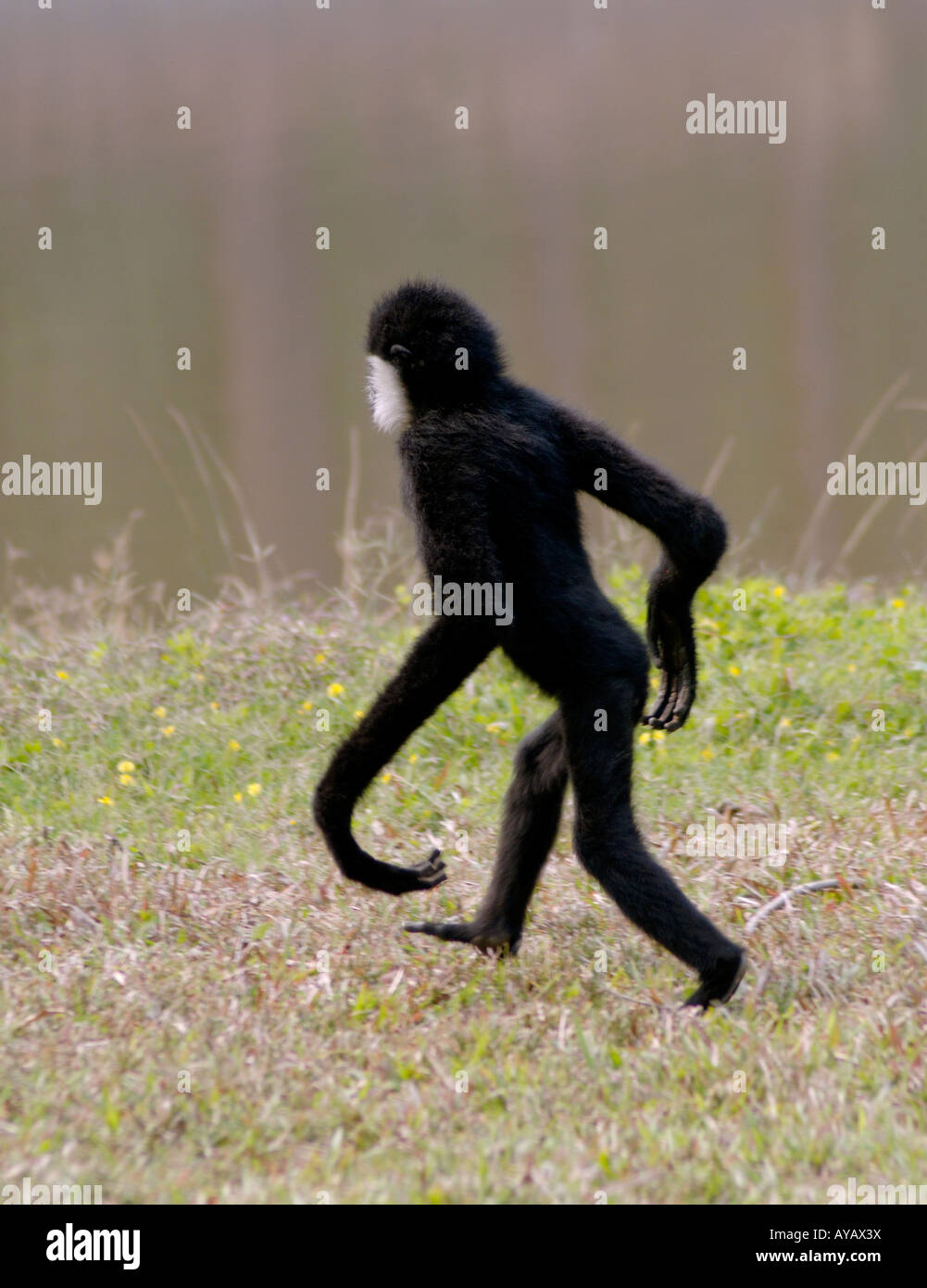 Chinese white cheeked gibbon Hylobates leucigenys H concolor walking bipedally showing outssized arms Stock Photo