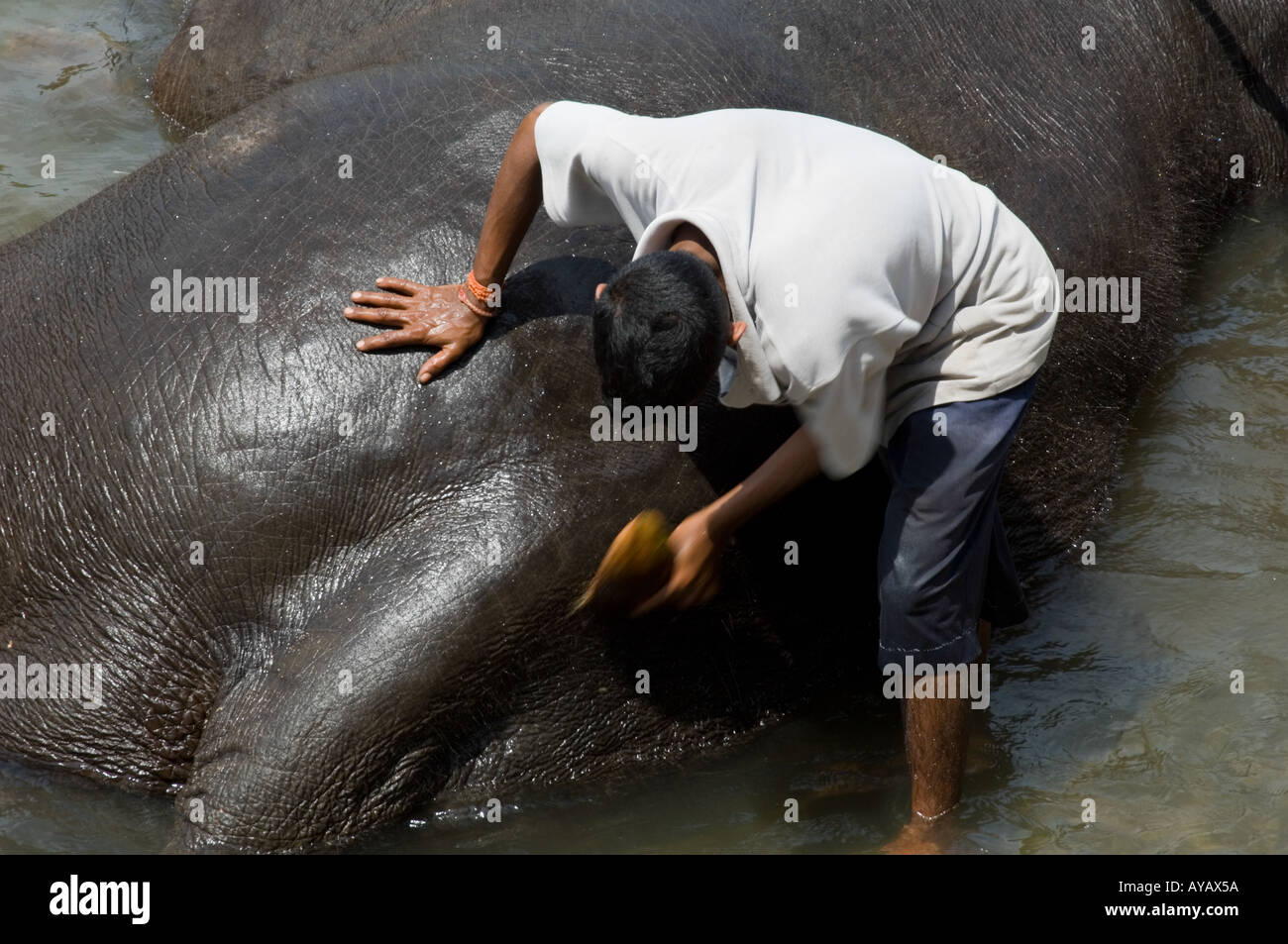 Young trainer - mahoot - using a coconut shell to scrub an elephant in the river at Pinnawala Elephant Sanctuary, Sri Lanka. Stock Photo