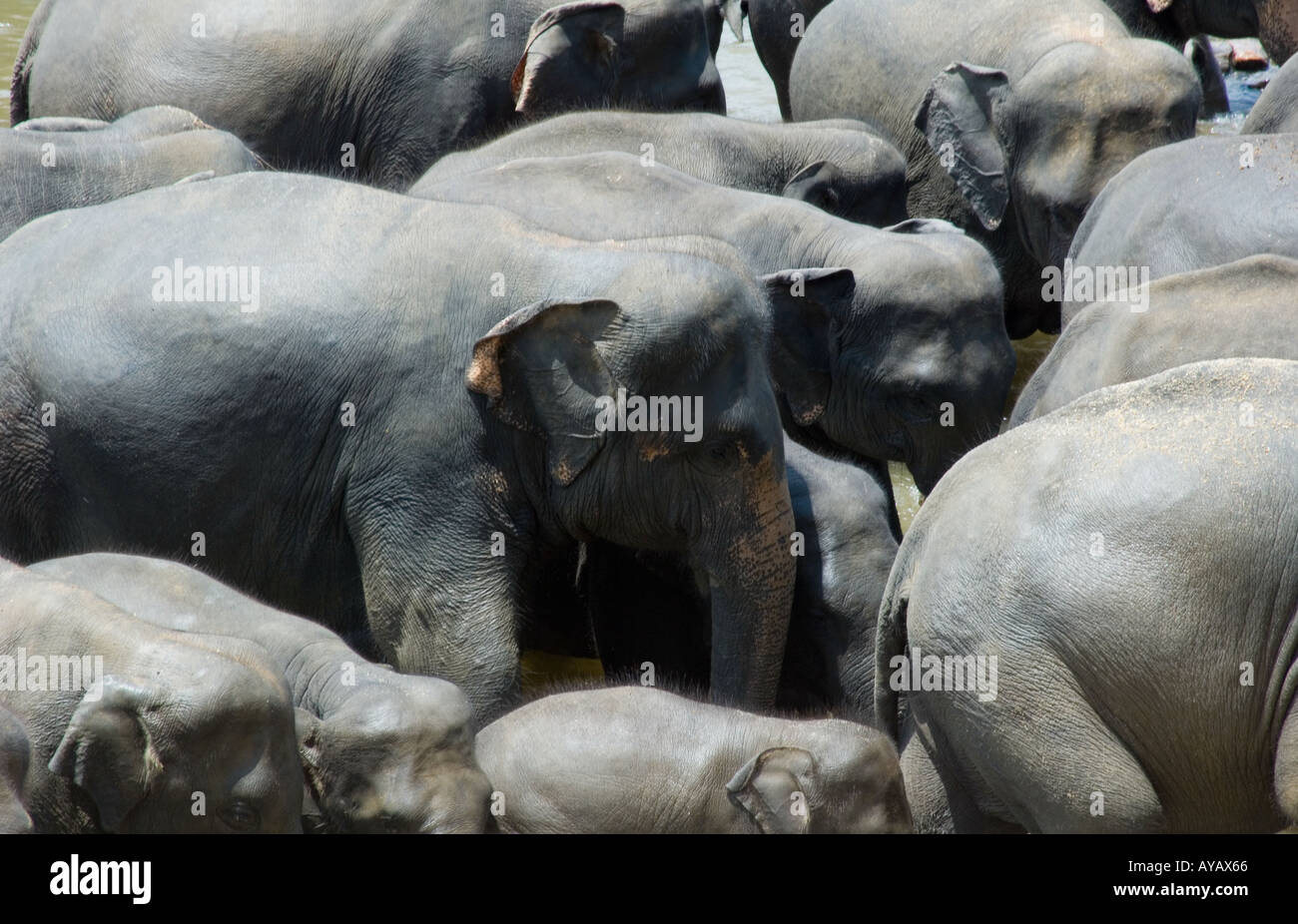 Herd of elephants in the river at Pinnawala Elephant Sanctuary, Sri Lanka. Stock Photo