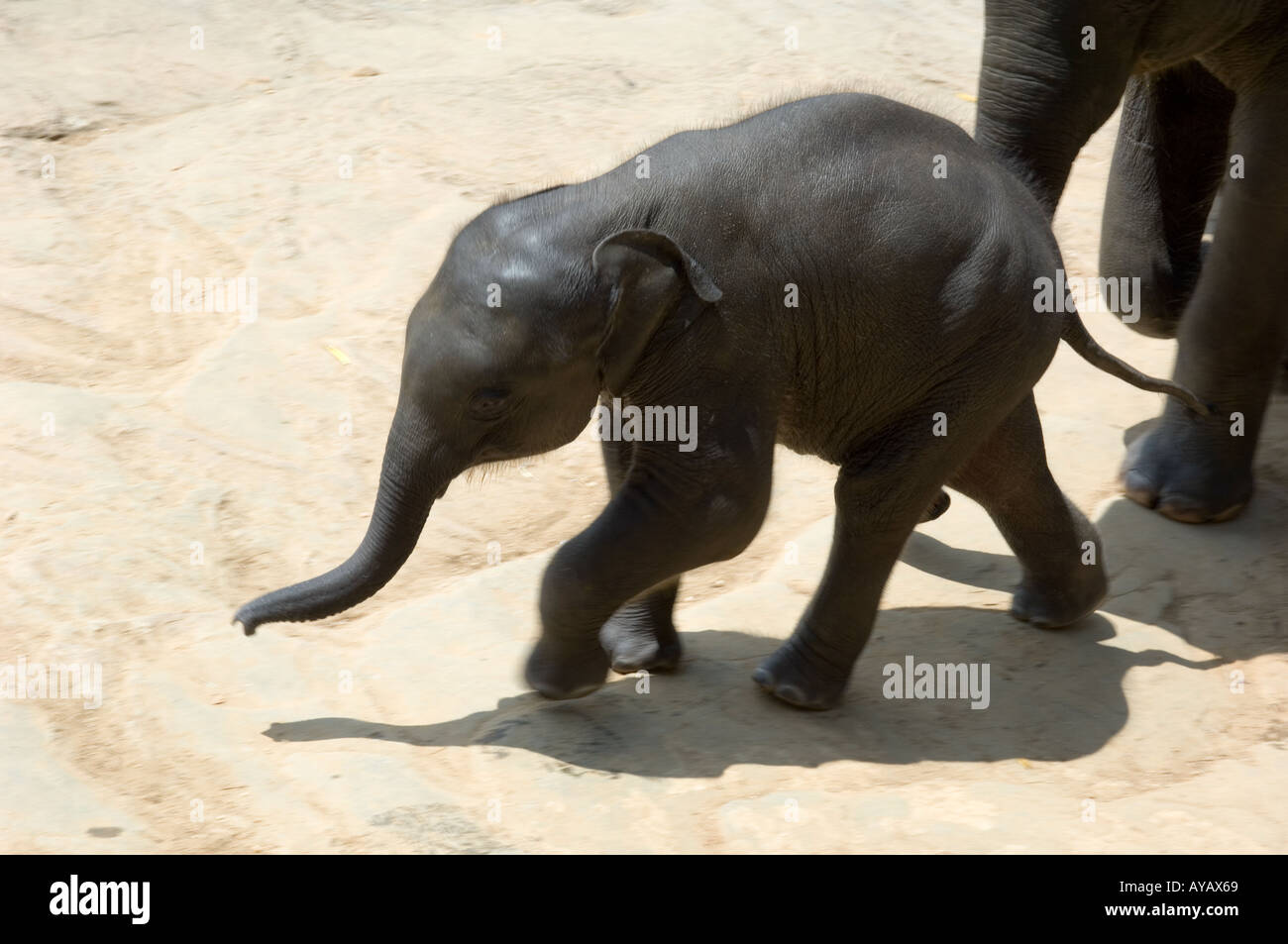 Baby elephant walking up from the river at Pinnawala Elephant Sanctuary, Sri Lanka. Stock Photo