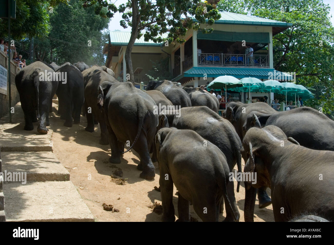 Herd of elephants walking up the hill from the river at the Pinnawala Elephant Sanctuary, Sri Lanka. Stock Photo