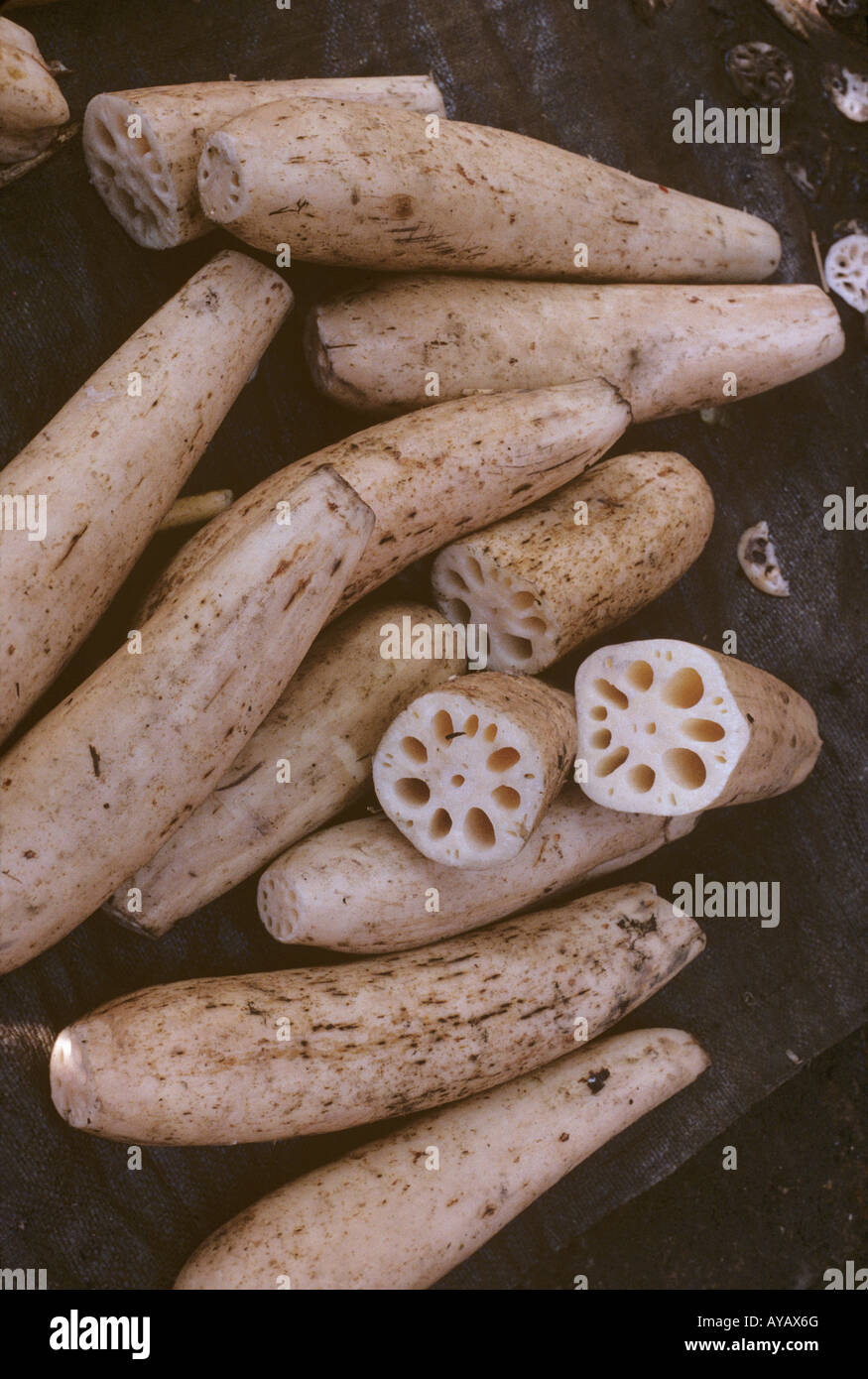 Lotus roots Nelumbo nucifera in Wuhu Free Market cross section of rhizome shows cylindrical air chambers Stock Photo