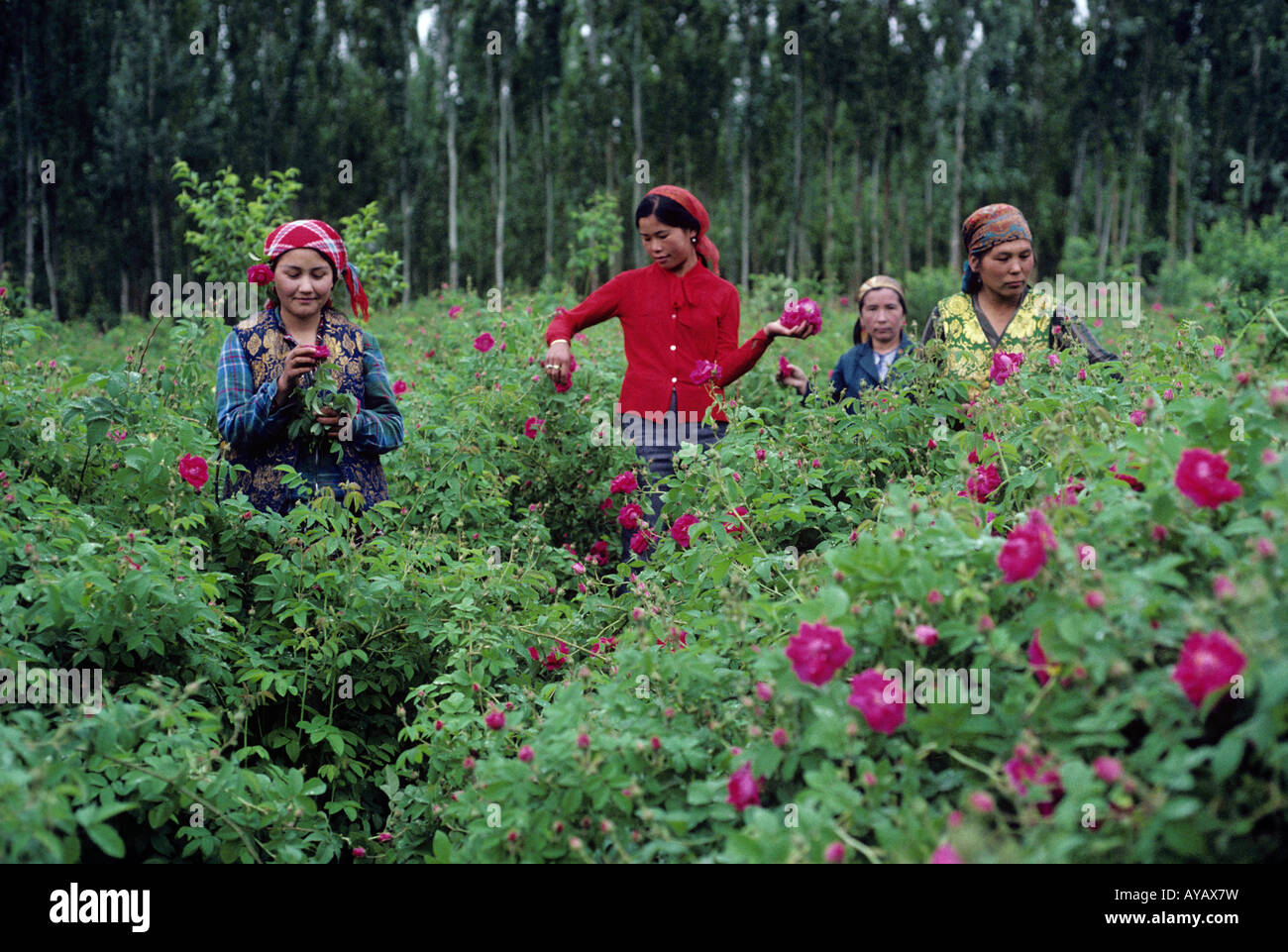 Picking roses for rose wine Mei gui Khotan Silk Road China Stock Photo