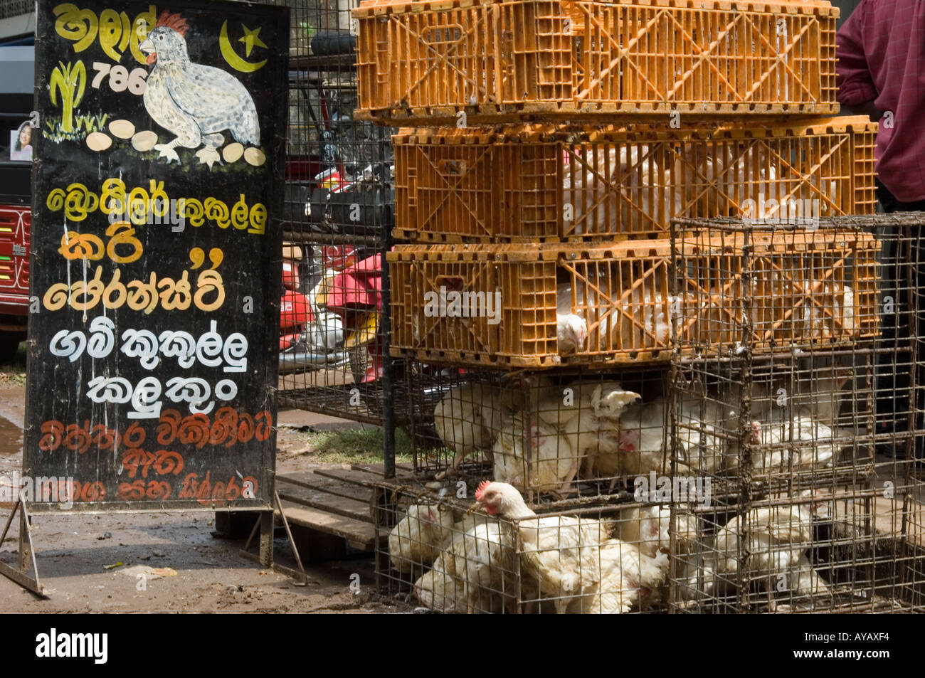 Live chickens for sale at the market in Negombo, near Colombo, Sri