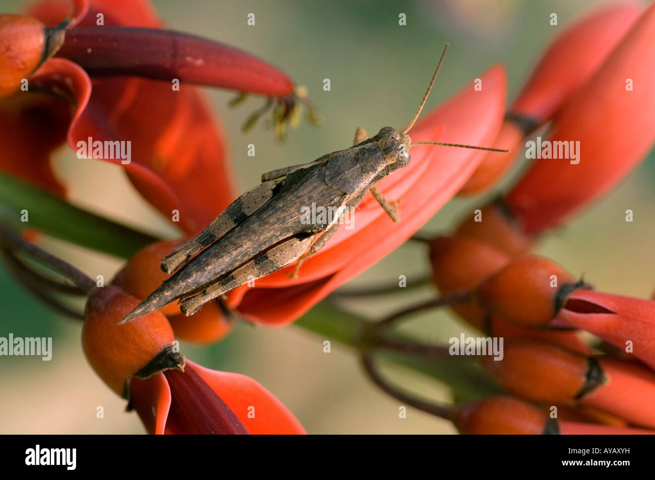 Grasshopper resting on Erythrina flower Jinghong Yunnan Stock Photo