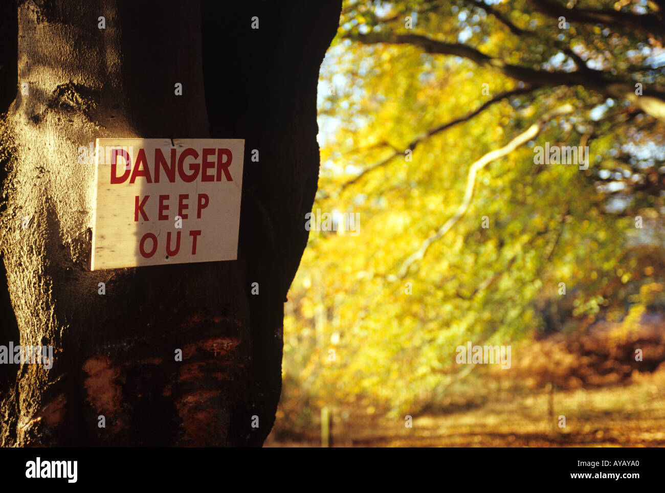 Danger Sign Keep Out Of Woods. Stock Photo