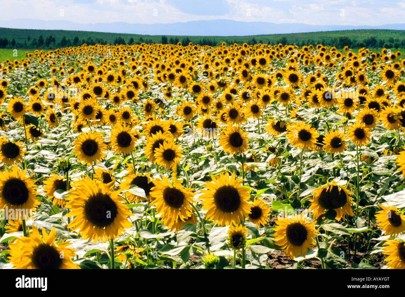 Inner Mongolian field of sunflowers on grasslands south of Hohhot Stock