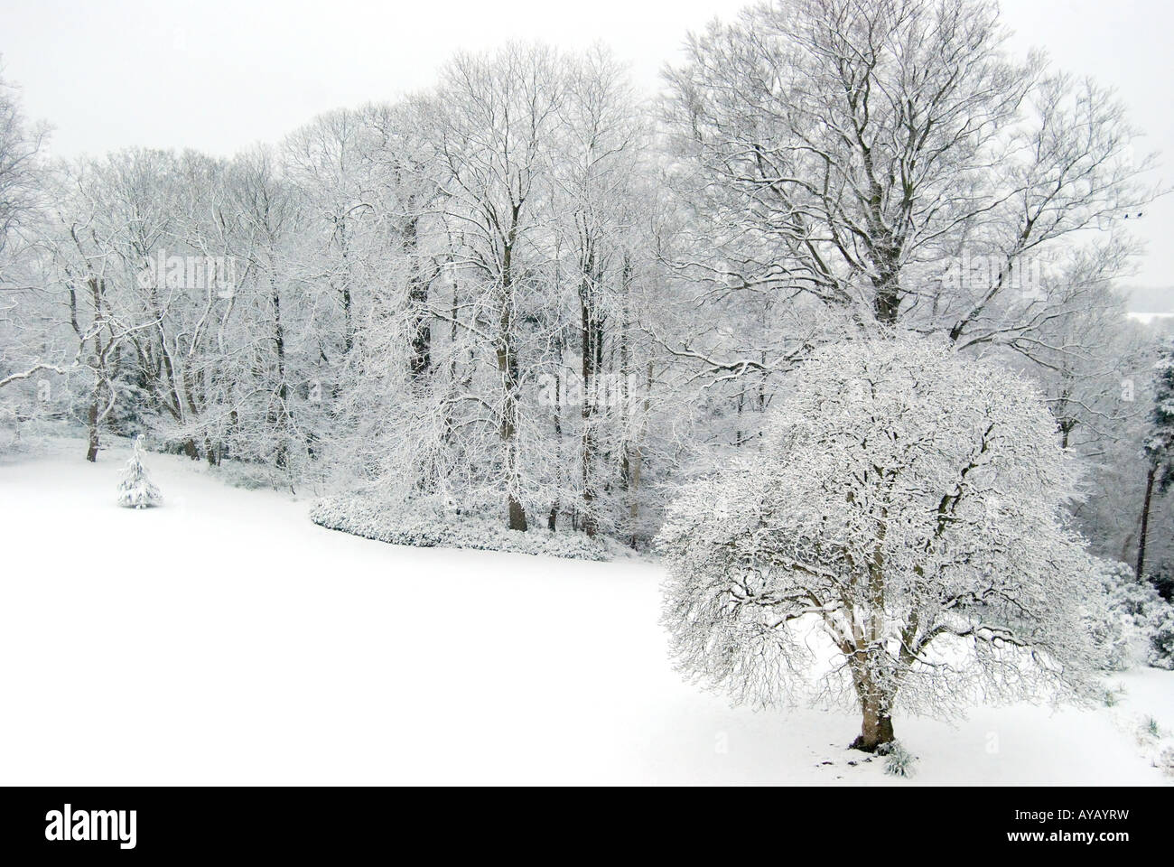 Snow covered field trees hi-res stock photography and images - Alamy