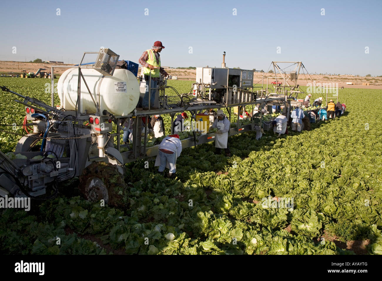 Mexican workers harvest lettuce on Arizona farm Stock Photo