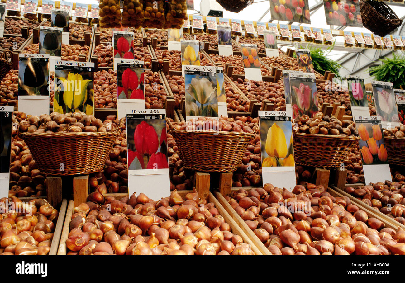 Many varieties of Tulip bulbs on sale in the flowermarket Amsterdam Stock Photo