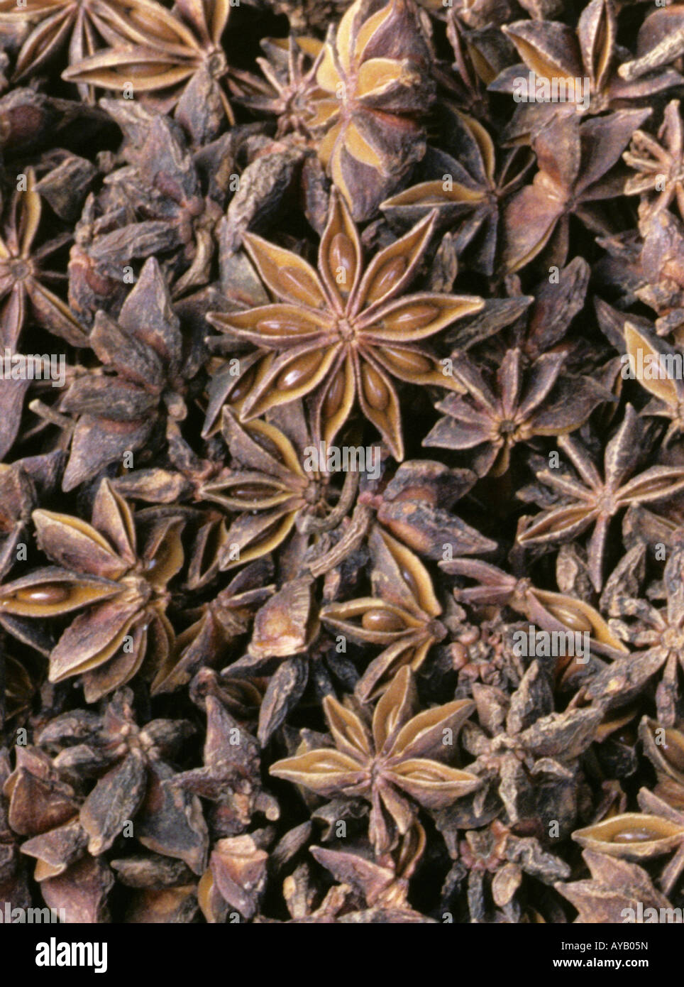 Star anise used as spice & oil for Tamiflu Stock Photo Alamy