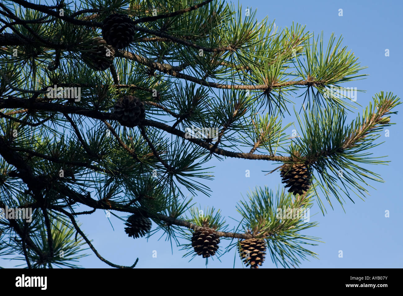 Pine tree and pine cones against a blue cloudless sky Stock Photo - Alamy
