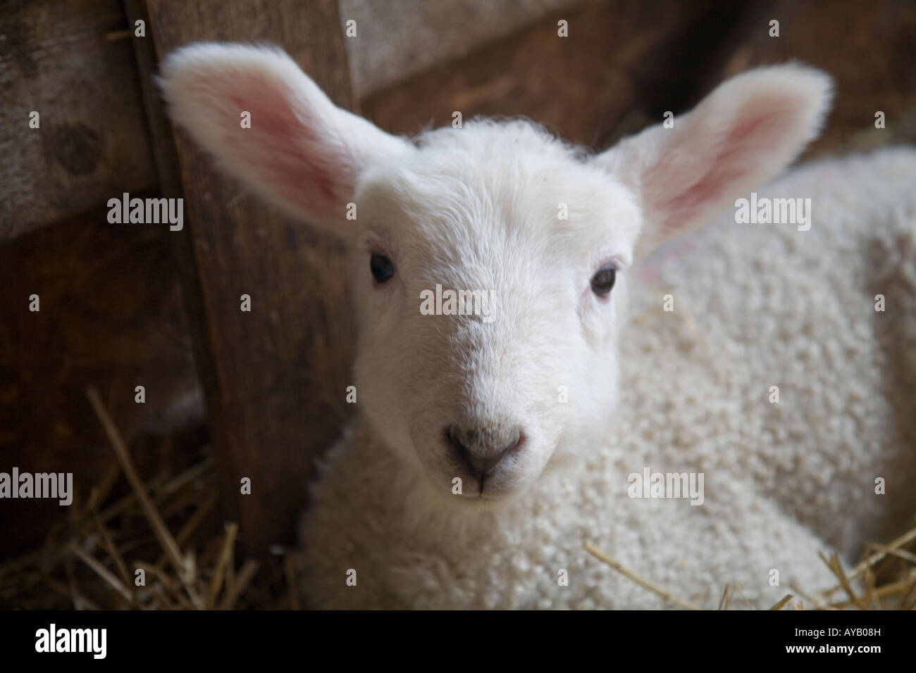 Close up of a very young lamb resting in a barn Stock Photo - Alamy