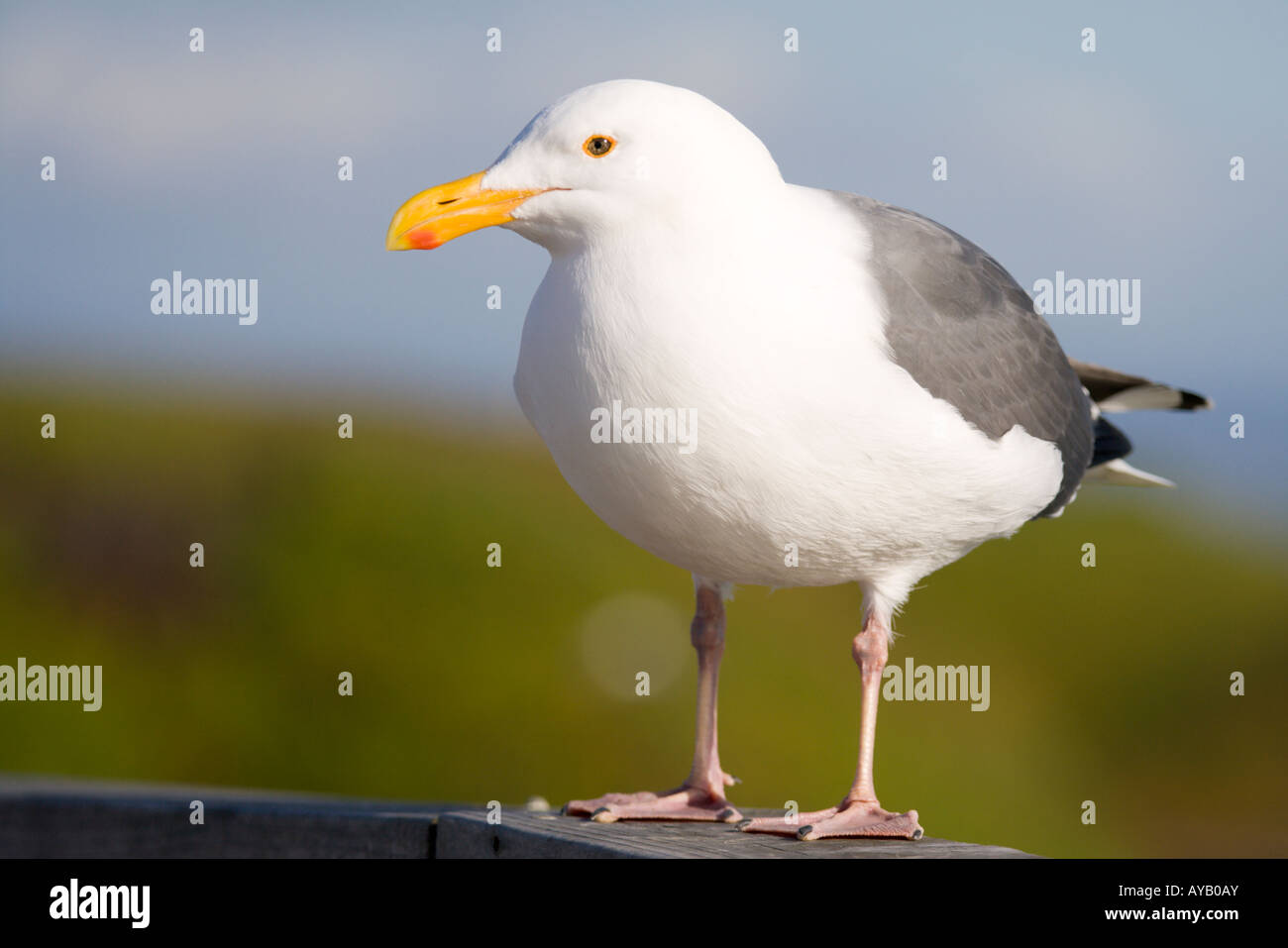 Western Gull Stock Photo