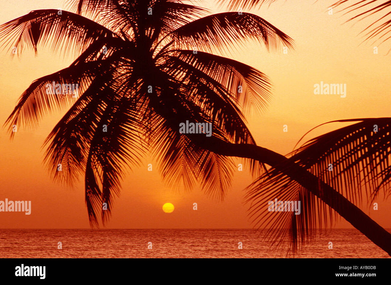 Palm tree against the setting sun in Caribbean Stock Photo