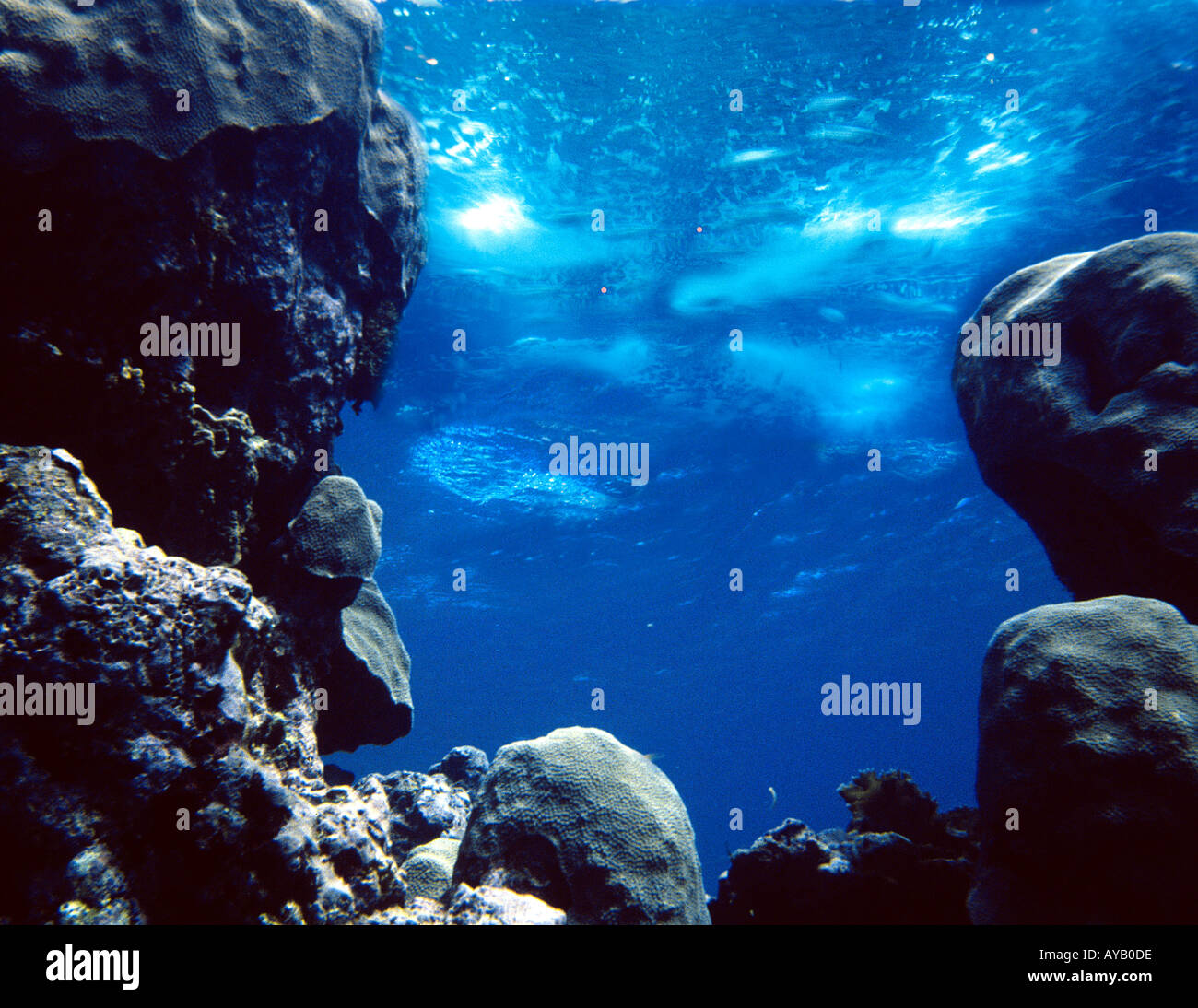 Undersea Stock Photo