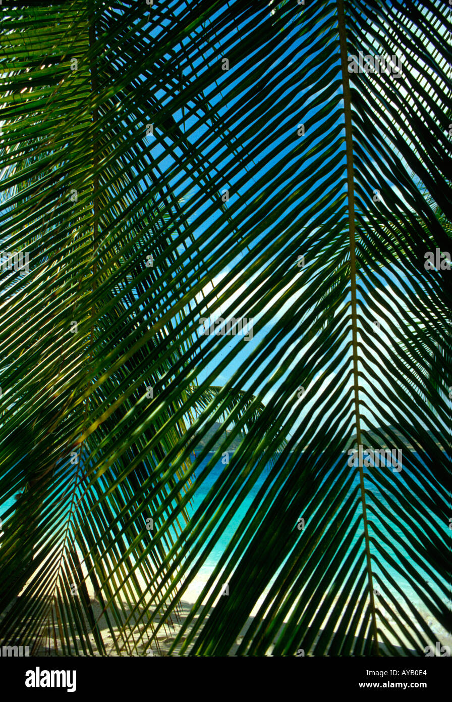 Design of Palm leaves Stock Photo