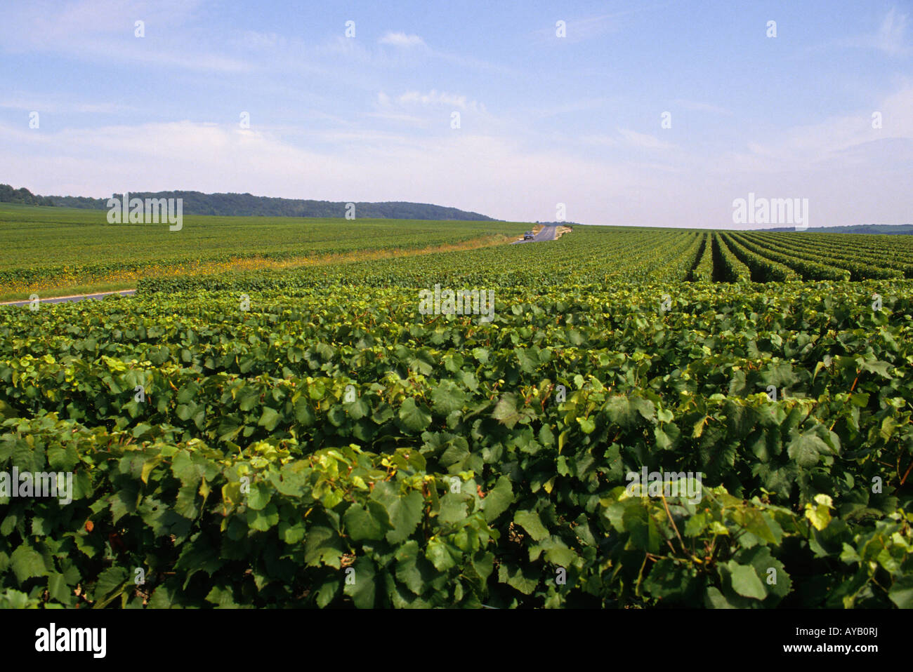 France Champagne vineyard Stock Photo