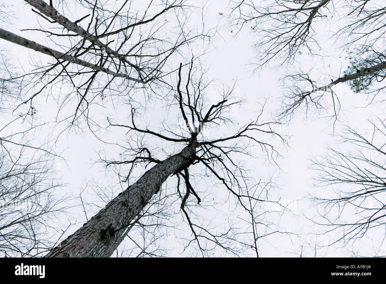 Looking up at trees in a hardwood forest Maryland Stock Photo Alamy