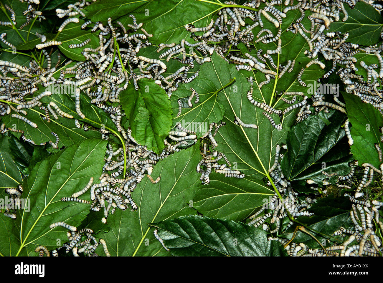 Silk worms feeding on mulberry leaves at silk workshop in Suzhou and Wuxi area of Jiangsu province Stock Photo