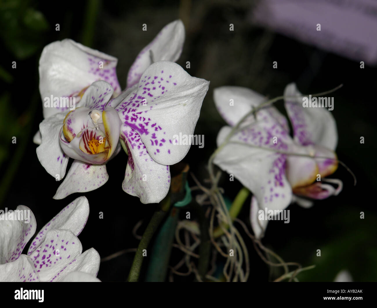 Orchid Spots High Resolution Stock Photography and Images - Alamy