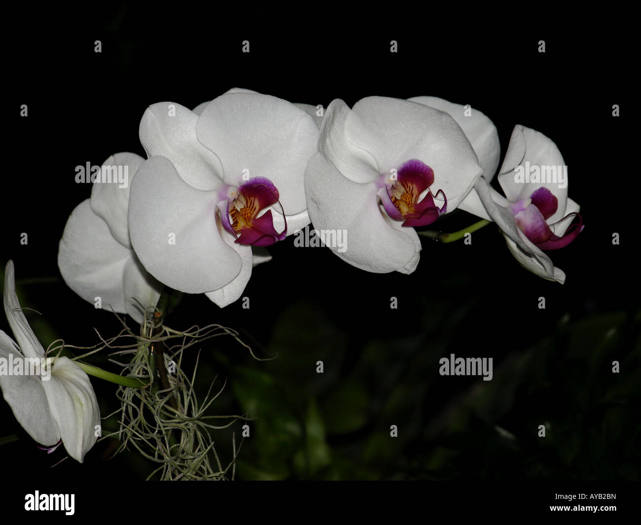 white red center orchid Stock Photo