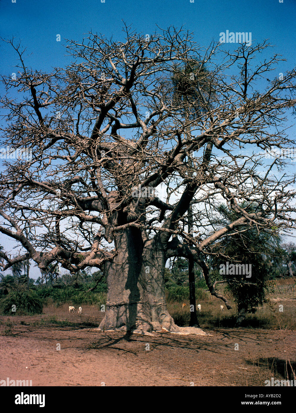 Baobab tree only has leaves every seven years.  Gambia Africa Stock Photo