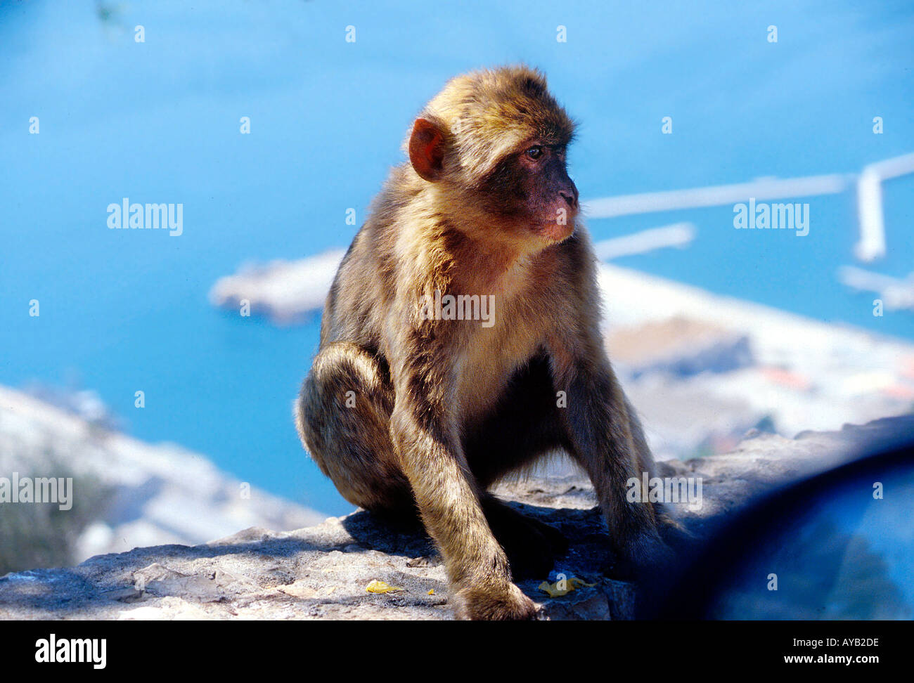 Rock of Gibraltar Barbary Ape Stock Photo