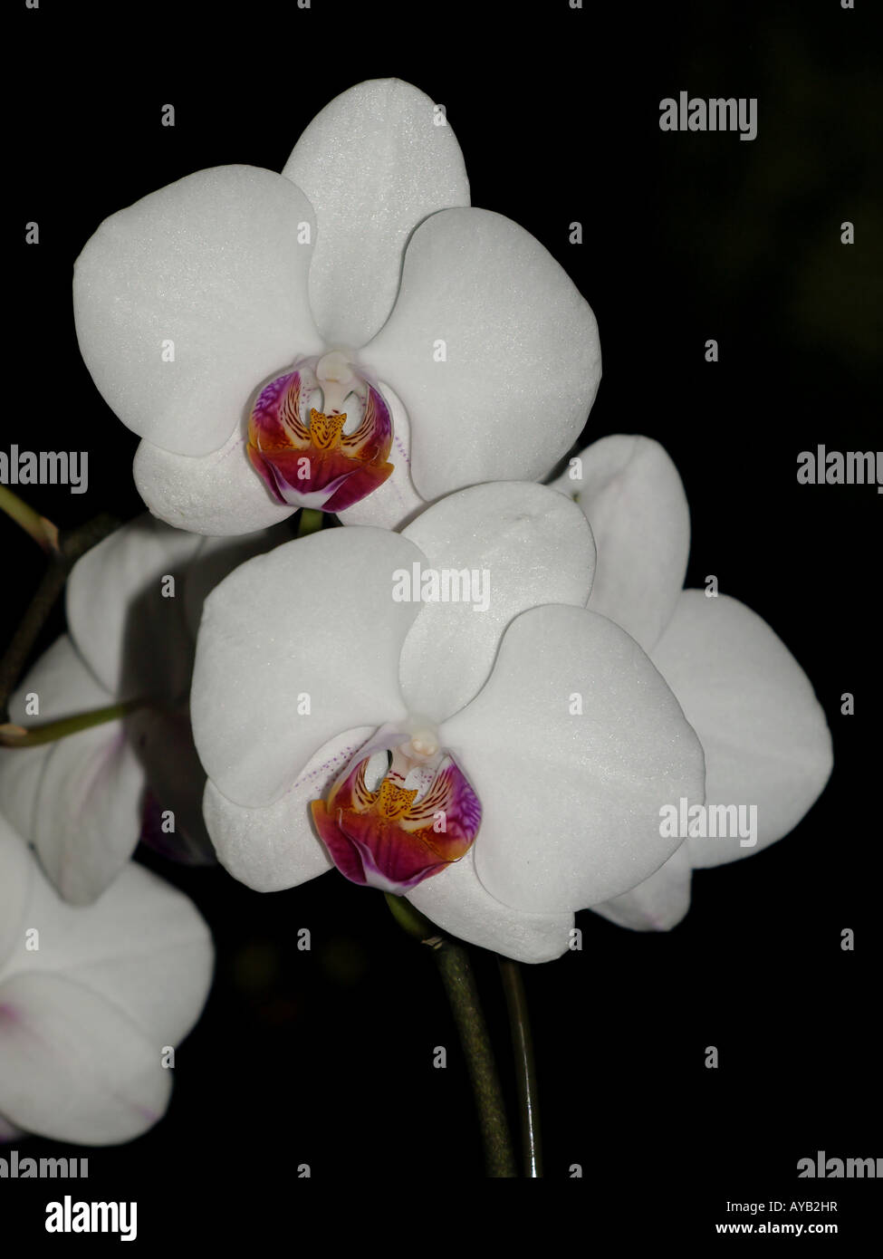 white red center orchid Stock Photo
