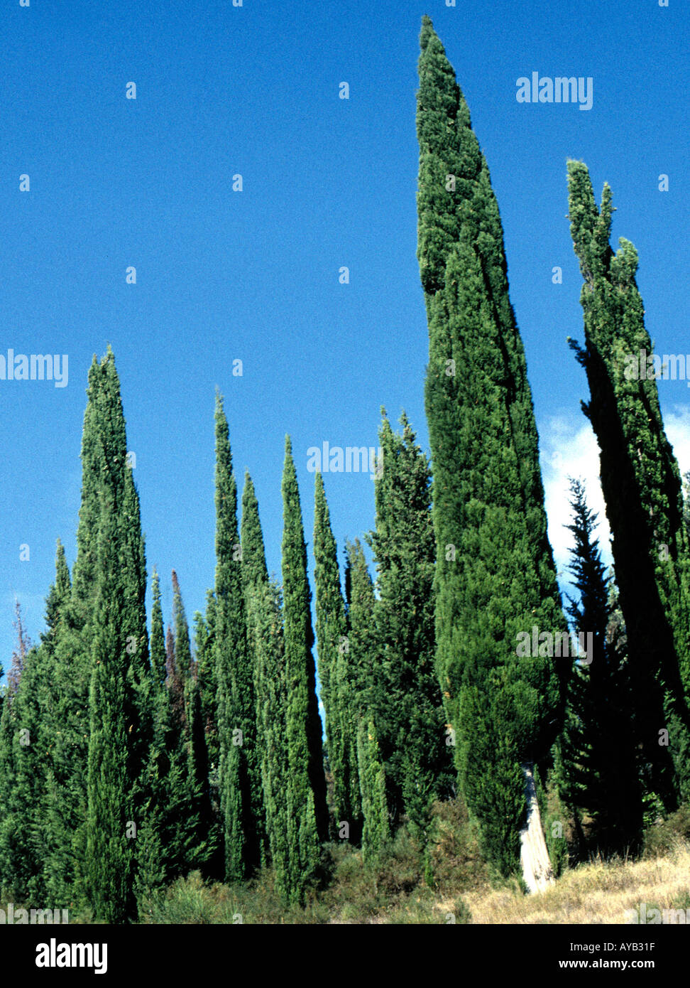 Cypress Trees which cover many of the hills Corfu Greece Stock Photo