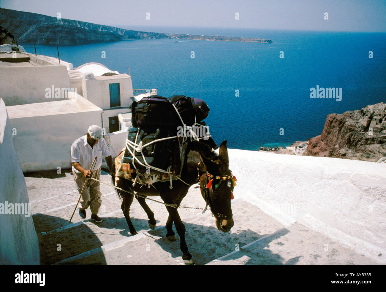 Santorini in the Cyclades send your luggage up the mountain to Thira on a donkey Stock Photo