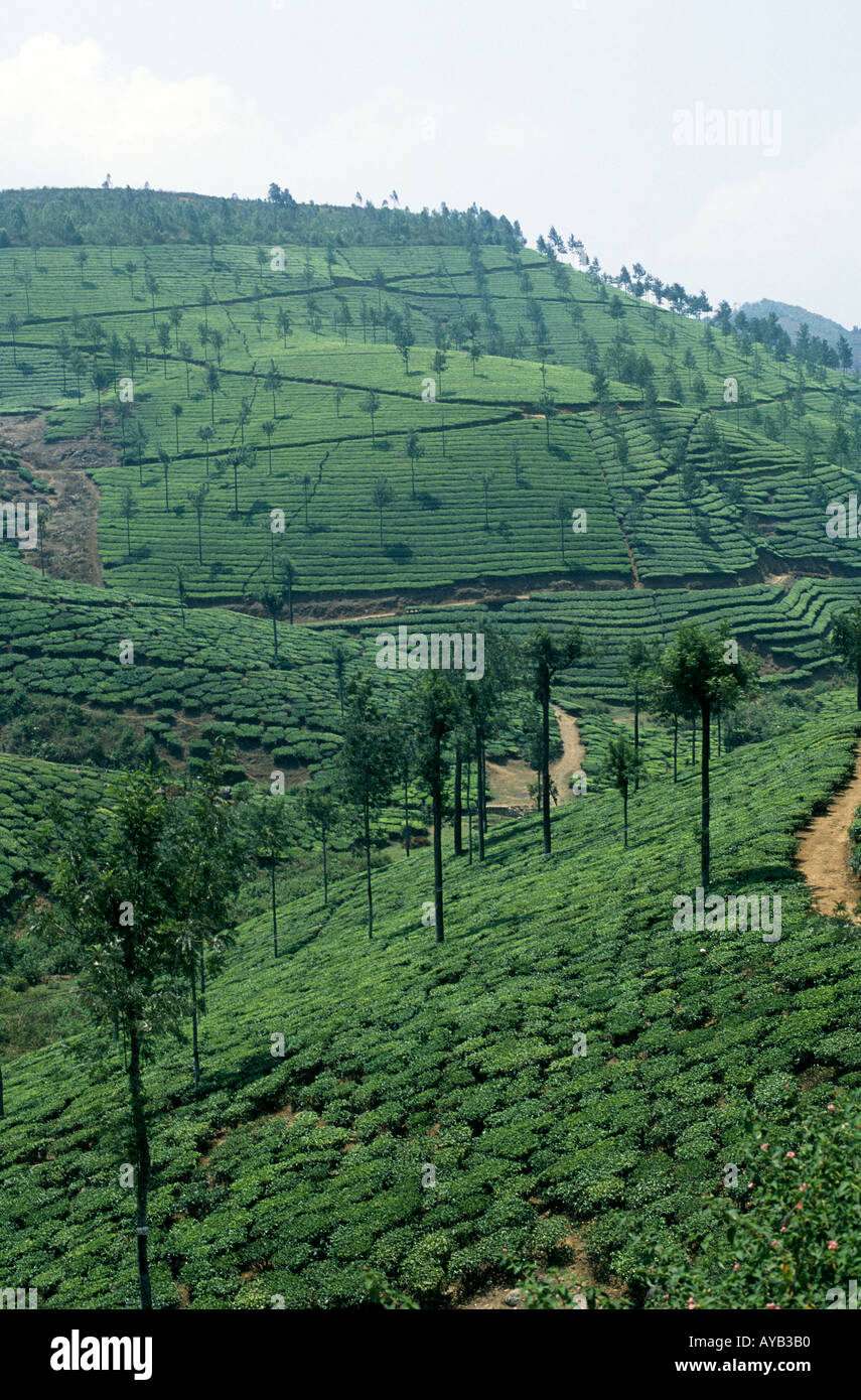 Tea Plantation across the hillsides in Kerala India Stock Photo